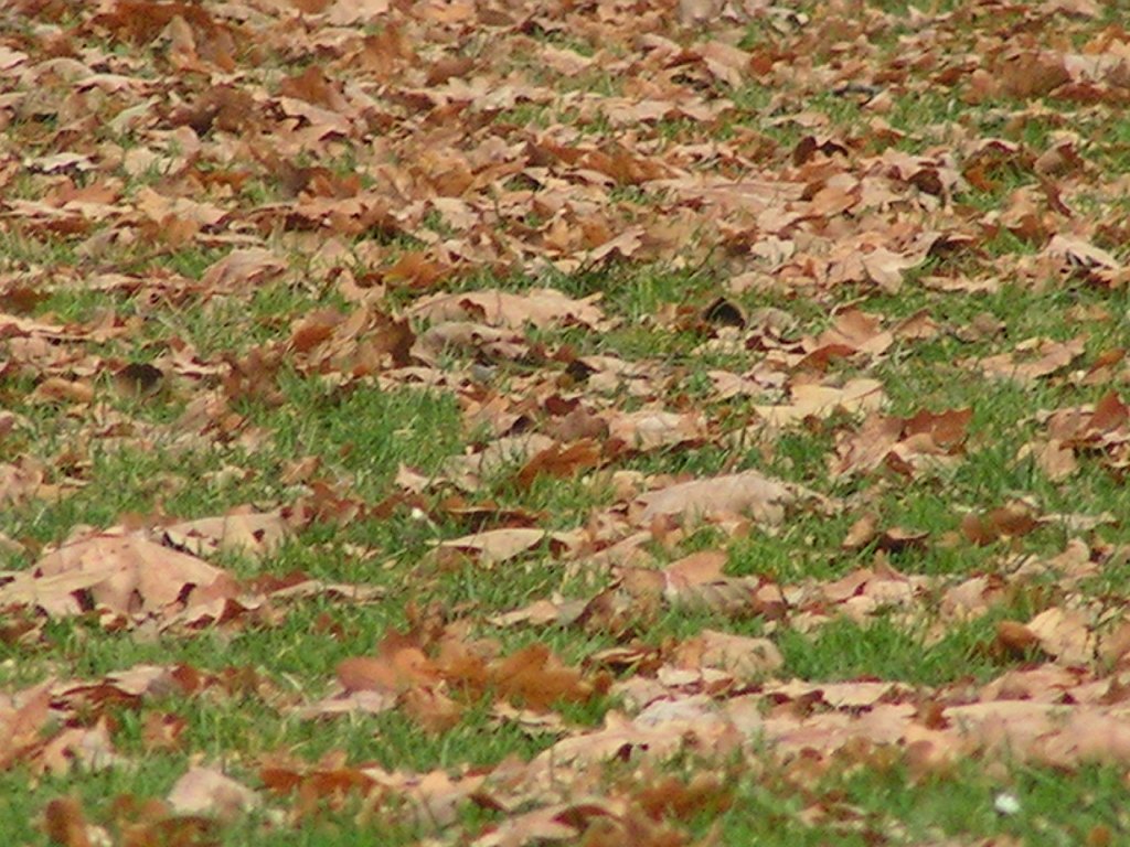 dendro 067.jpg