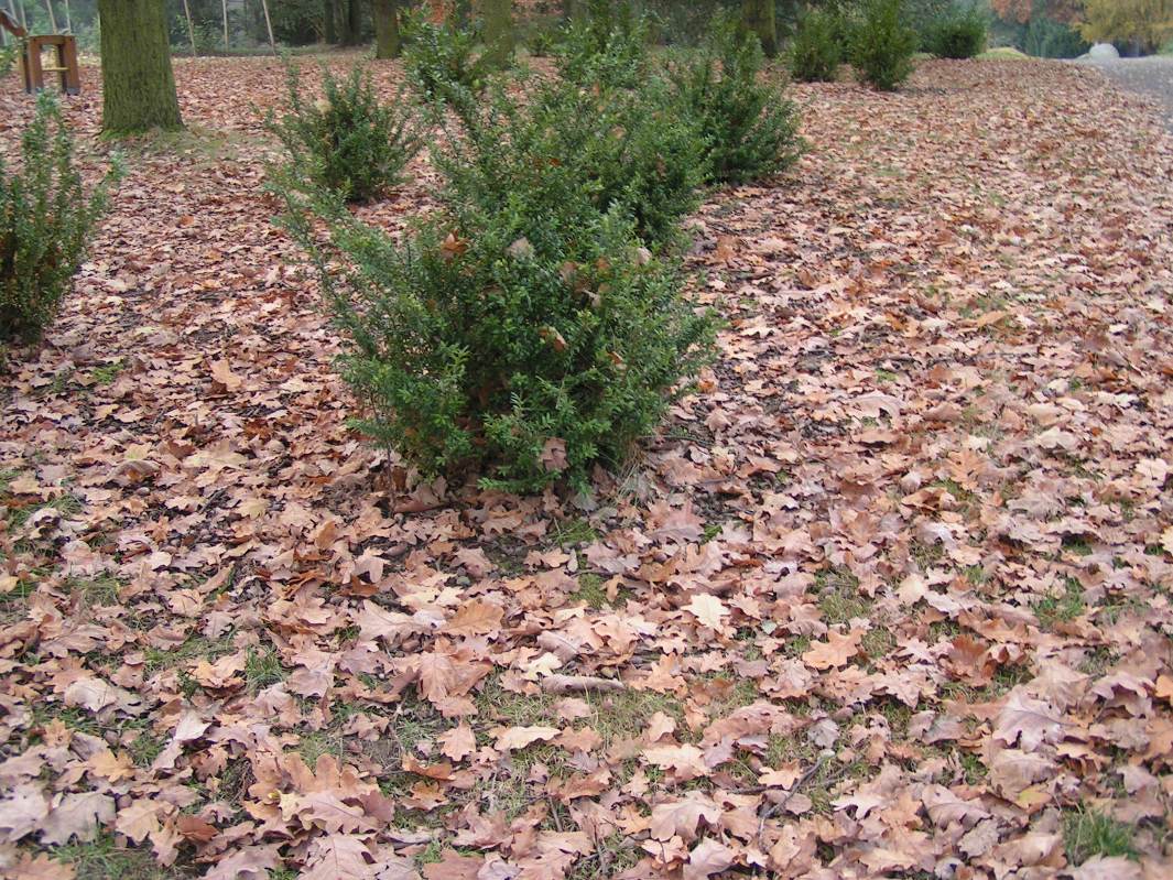 dendro 072.jpg
