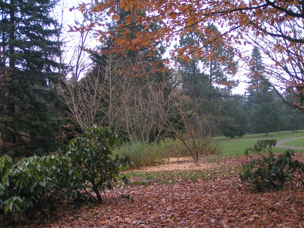 dendro 096.jpg