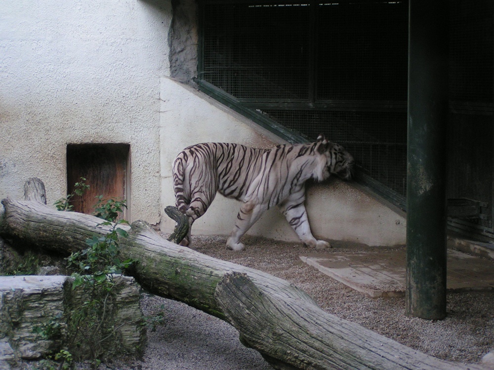 léto 111